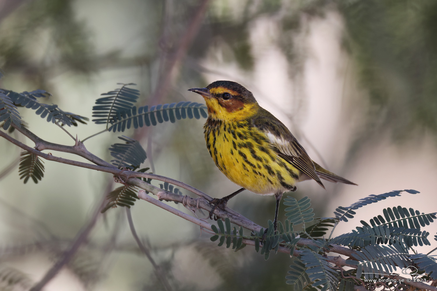 CAPE MAY WARBLER (Setophaga tigrina)- Stng / Close